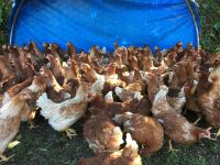 Point of Lay Chicken ( Lohmann Brown Hens)