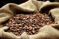  High Quality Cocoa Beans