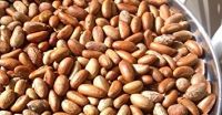 Garnicia Kola (bitter Kola), Cocoa   Beans, Walnuts, Cashew Nuts, Cassava Chips