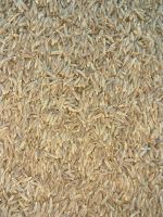 cumin seed