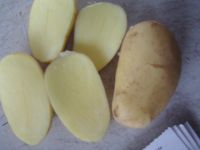 fresh Spunta potatoes