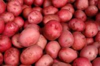 fresh lady rosetta potatoes