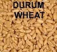 Selling. durum wheat