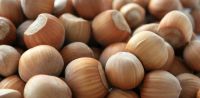 Quality Hazel Nuts for sale