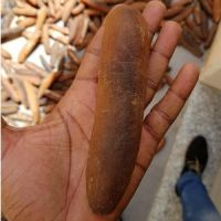 SEA CUCUMBER-Golden Sandfish (Holothuria lesson)