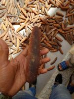 Sea Cucumber-golden Sandfish (holothuria Lesson)