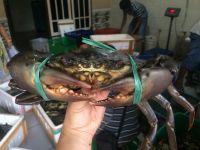 LIVE MUD CRABS INDONESIA