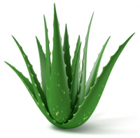 Aloe-Vera Leafs