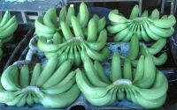 Cavendish Banana