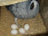 Grey parrot 