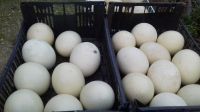 Ostrich Eggs