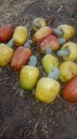 Raw Cashew Nuts In Shell