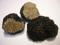 summer black truffle