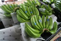 Fresh Cavendish Bananas