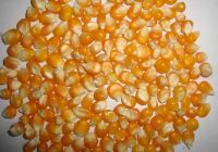 Pure White and Yellow Maize For Oil and Human Consumption