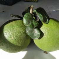 Fresh Green Skin Pomelo - Grapefruit with thin peel from Vietnam