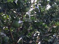 Fresh Green Skin Pomelo - Grapefruit with thin peel