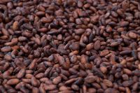 Black Pepper Seeds,Red Kidney Beans,Cocoa Beans,Non GMO Yellow Corn Seeds,dried cocoa beans,
