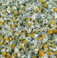 chamomile