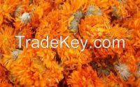 calendula