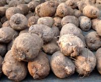 High Quality Yam Tubers From Nigeria