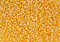 https://www.tradekey.com/product_view/Best-Quality-White-And-Yellow-Corn-maize-For-Human-Consumption-9618551.html
