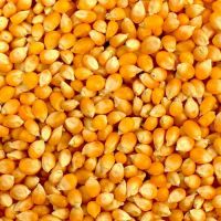 cheap Yellow Corn, White Corn Maize Feed