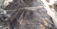 Donkey Hide | Donkey Skin | Donkey Leather