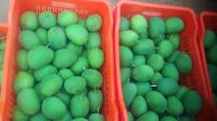 Grade A+ Ratnagiri Alphonso (Haphoos) mangoes -Large Fruit 