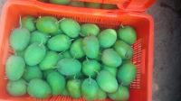 Grade A++ Extra Large Ratnagiri Alphonso (Haphoos) mangoes 