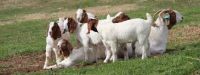 Healthy Boer Goats