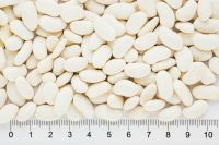 White Kidney Beans 9+ mm from Kyrgyzstan