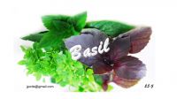 Basil