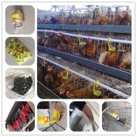 https://es.tradekey.com/product_view/Automatic-Breeding-Poultry-Farm-Cage-Design-For-Big-Chickens-8760784.html