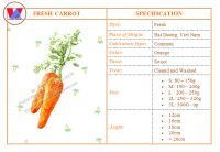 Fresh Carrot High Quality