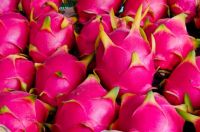 Dragon Fruit