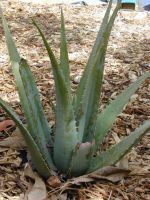 Raw Aloe Vera Leaves