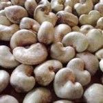 Cashew Nuts | Raw Cashew Nuts