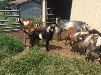 Standard Quality Dairy Goats & Sheep For Sale. 