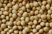 Soybeans