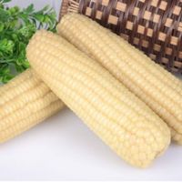 white corn