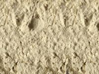 Sesbania Gum Powder