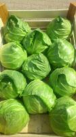 Fresh 1'st quality cabbage