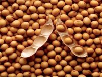 Soy Beans