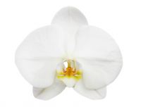 Orchids Cut Flower