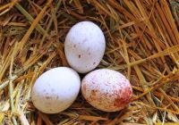 Fertile Parrots Eggs for sale.