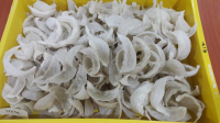 Bird Nest 100% Authentic Malaysia Supplier