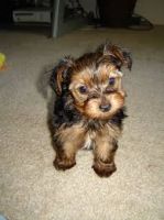 Home raised yorkie puppies for rehoming