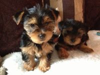 Absolutely Healthy Yorkie Puppy