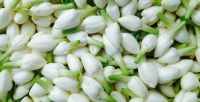 fresh jasmine flower